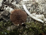 Pluteus thomsonii image