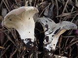 Hohenbuehelia petaloides image