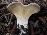 Hohenbuehelia petaloides image