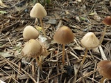 Parasola conopilea image
