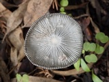 Coprinopsis cinerea image