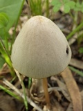 Parasola conopilea image