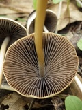 Parasola conopilea image