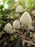 Parasola conopilea image
