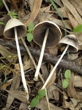 Parasola conopilea image