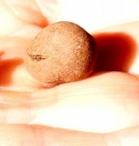 Tuber rufum image