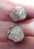 Tuber rufum image