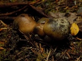 Gomphidius glutinosus image