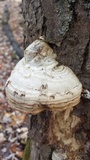 Fomes excavatus image