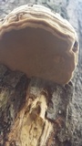 Fomes excavatus image