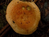 Lactarius rubrilacteus image