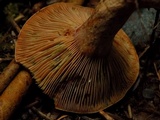 Lactarius rubrilacteus image