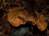 Lactarius rubrilacteus image