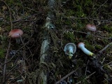 Gomphidius subroseus image