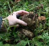 Scleroderma hypogaeum image