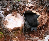 Scleroderma polyrhizum image