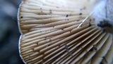 Hebeloma crustuliniforme image