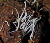 Hemimycena tortuosa image