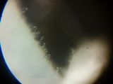 Hemimycena tortuosa image