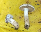 Hebeloma excedens image