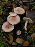 Agaricus semotus image