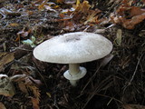 Agaricus moelleri image