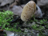 Coprinopsis variegata image