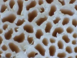 Trametes pubescens image