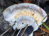 Trametes pubescens image