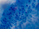 Trametes pubescens image