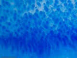 Trametes pubescens image
