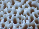 Trametes pubescens image