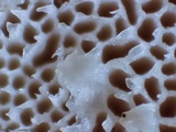 Trametes pubescens image