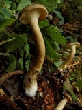 Ampulloclitocybe avellaneoalba image