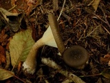 Ampulloclitocybe avellaneoalba image