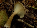 Ampulloclitocybe avellaneoalba image