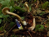 Ampulloclitocybe avellaneoalba image