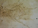 Coniophora puteana image