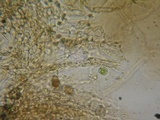 Coniophora puteana image