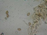 Coniophora puteana image