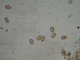 Coniophora puteana image