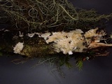 Steccherinum oreophilum image