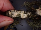 Steccherinum oreophilum image