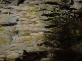Steccherinum oreophilum image