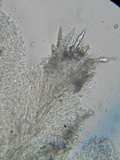 Steccherinum oreophilum image