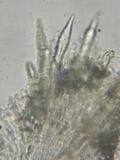 Steccherinum oreophilum image