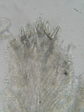 Steccherinum oreophilum image