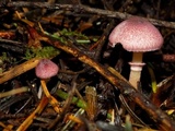 Lepiota roseolivida image