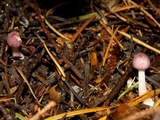 Lepiota roseolivida image