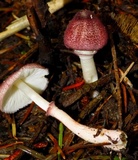 Lepiota roseolivida image